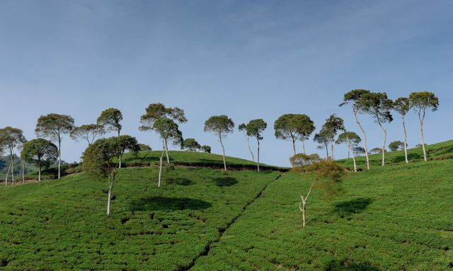 Clusters of trees on rolling hills in tea plantation under clear blue sky creates tranquil and peaceful agricultural scene. Perfect for promoting eco-tourism, agricultural branding or serene rural lifestyle.