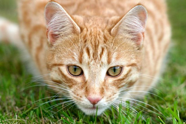A close-up shot of a ginger cat with intense eyes, appearing to hunt in grass. Ideal for uses related to pet care, animal behavior, nature, wildlife exploration, and feline photography. Can be used in blogs, articles, and promotional materials about cats.