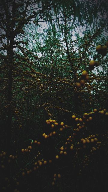 Dense Forest with Low Light and Orange Berries During Autumn - Download Free Stock Images Pikwizard.com