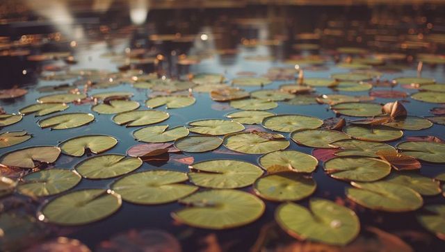 Serene lily pads floating on golden reflection pond