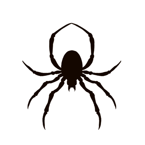 Minimalist Black Spider Silhouette on Transparent Background - Download Free Stock Videos Pikwizard.com