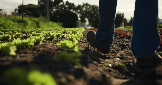 Farmer Walking Through Crop Row in Vegetable Garden at Sunset - Download Free Stock Images Pikwizard.com