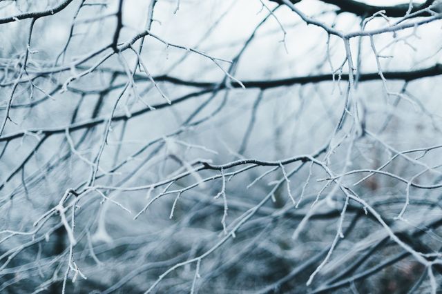 Featuring close-up of bare branches covered in frost, capturing beauty of winter. Ideal for use in winter-themed projects, nature blogs, social media posts, and as background for seasonal advertisements. Perfect for conveying cold, crisp winter atmosphere and highlighting natural patterns and details from frosty conditions.