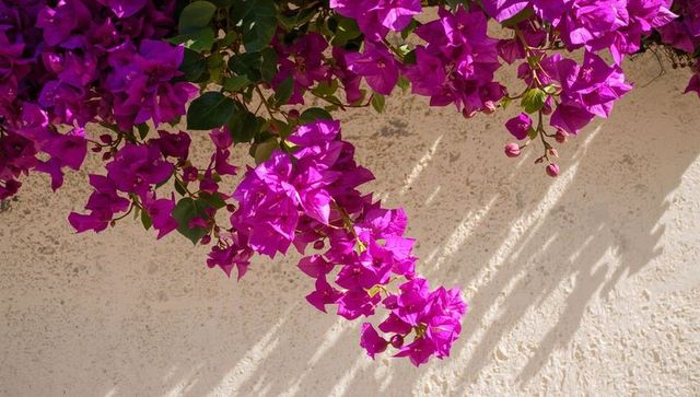 Magenta bougainvillea cascading over cream stucco wall casting diagonal sunlit shadows
