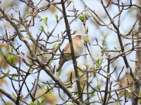 Wren bird resting among spring tree branches