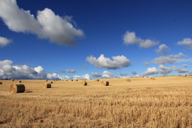 This image shows a golden field dotted with straw bales under a vibrant blue sky filled with scattered clouds. The wide open field and neatly arranged bales provide a serene and idyllic rural scene. This image can be used to depict themes of agriculture, farming, rural life, or harvest time. It would be perfect for nature-related content, agricultural articles, rural lifestyle blogs, and seasonal promotions or decorations.