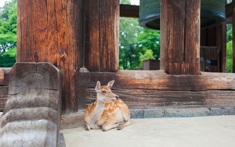Spotted fawn resting against weathered wooden bell pavilion in tranquil park
