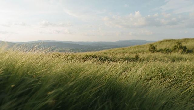 Panoramic Swaying Meadow Grasses on Sunlit Rolling Hills Leaning in Gentle Breeze
