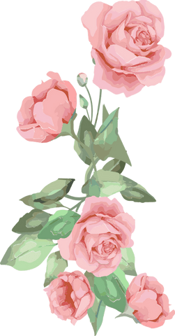 Watercolor Pink Rose Cluster with Leaves on Transparent Background