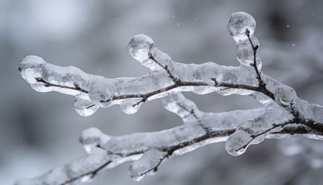 Glittering ice-covered branches forming crystal bulbs winter closeup macro nature abstract