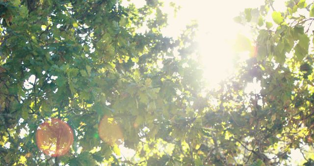 Sunlight Filtering Through Lush Green Tree Leaves on Bright Day - Download Free Stock Images Pikwizard.com