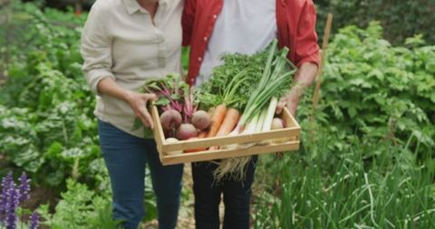Couple Harvesting Fresh Vegetables from Garden