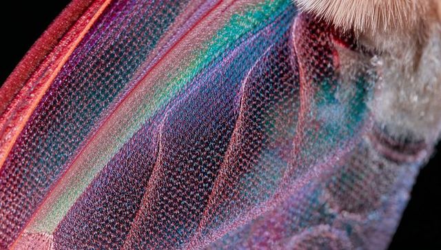 Iridescent moth wing macro showing prismatic scales, veins, fringe and microtexture