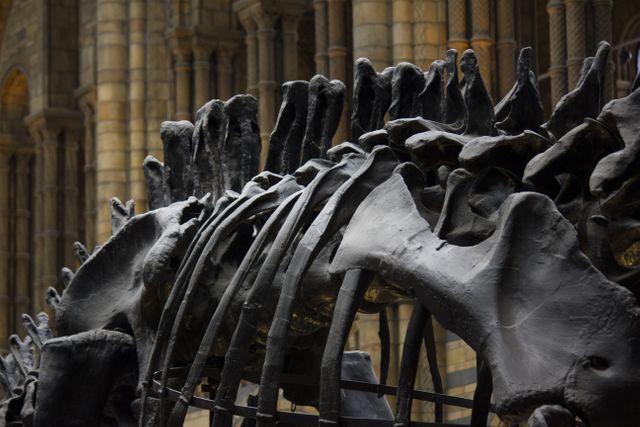 Dinosaur fossil ribcage displayed prominently within the majestic hall of a historical museum. The rib bones loom grandly, showing detailed weathering and fossilization, ideal for use in educational materials and articles on paleontology, museums, or historical studies.