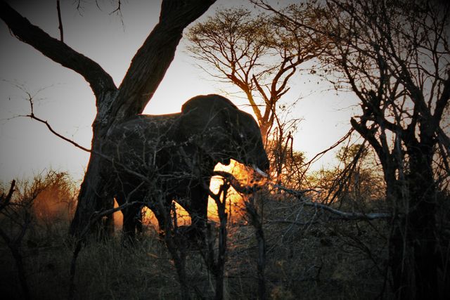 Beautiful silhouette of an elephant walking through the African savanna during a golden sunset, creating a serene and picturesque moment. Perfect for use in travel blogs, nature documentaries, and wildlife conservation campaigns. Evokes feelings of adventure, exploration, and the beauty of nature.