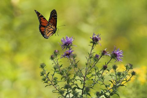 Monarch butterfly fluttering above wild aster flowers