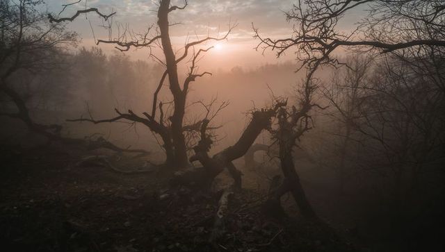 Gnarled trees in foggy winter forest at sunset