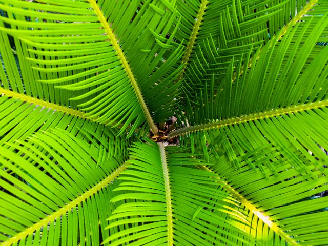 macro shot captures detailed symmetrical pattern formed by green tropical plant leaves, ideal for botanical studies, nature photography, backgrounds for design projects, or themes relating to greenery and tropical environments.