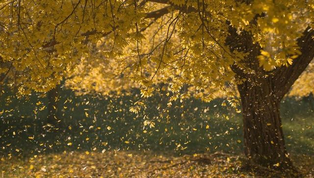 Sunlit golden leaves falling from broad tree canopy creating serene autumn leaf shower