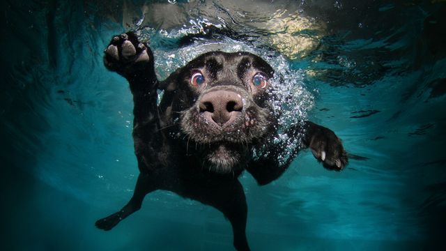This image shows a black Labrador swimming underwater with its paw raised and a playful expression. This visual can be used for promoting pet-friendly water activities, advertising pool safety for pets, or enhancing pet products. It emphasizes the fun and joyful nature of a playful dog, making it ideal for pet care companies, veterinary clinics, or animal-related campaigns.