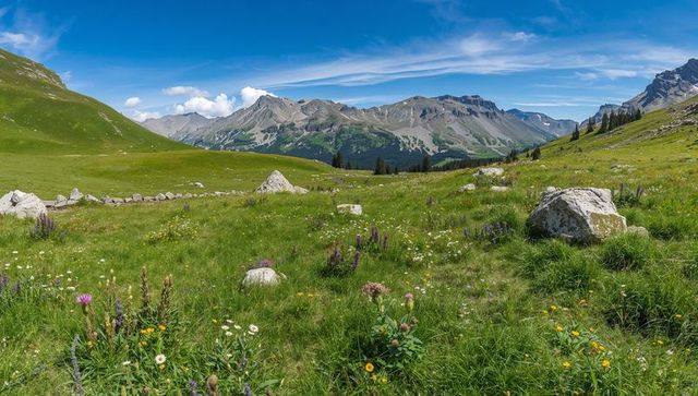 Blooming alpine meadow framing rugged mountain range and scattered limestone boulders