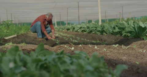 Senior Farmer Caring for Plants in Sustainable Greenhouse - Download Free Stock Images Pikwizard.com