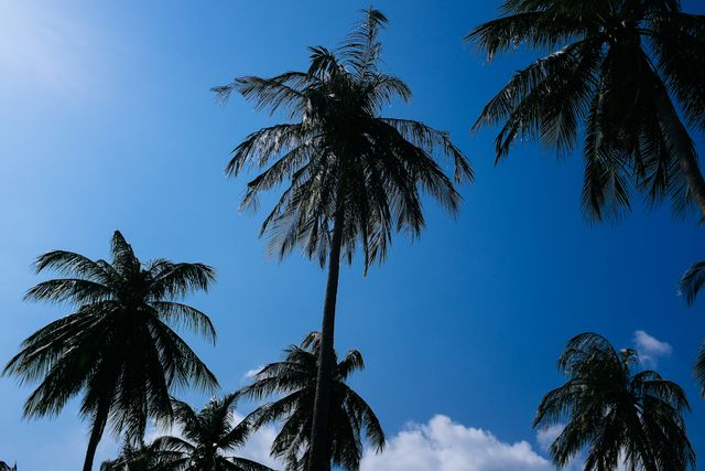 Tall palm trees with fronds swaying gently against the backdrop of a bright blue sky. Ideal for travel promotions, newsletters, social media posts, web banners, or any content needing tropical vibes or nature themes.