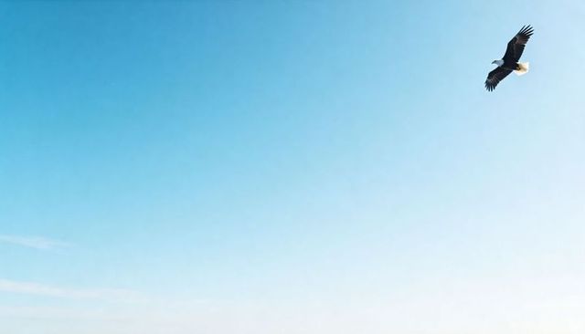 Soaring bald eagle gliding over vast pale blue sky with ample negative space