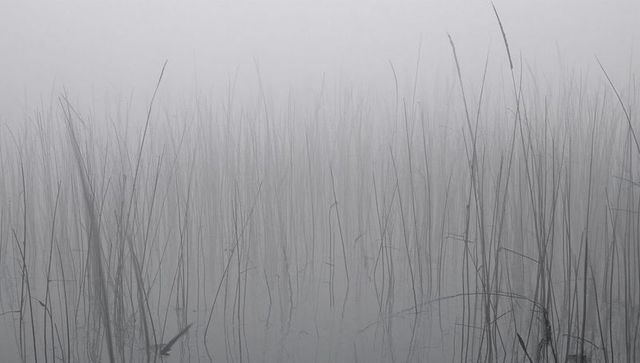 Rising reed stems creating vertical minimalist pattern in foggy monochrome marsh