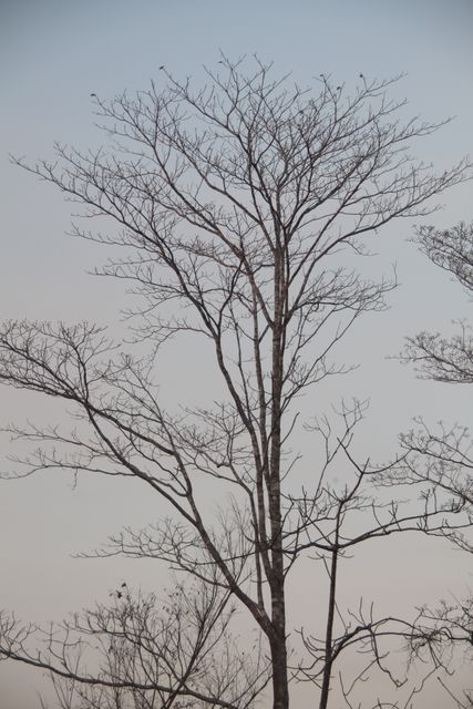 Bare trees with leafless branches against a twilight sky create a serene and calm atmosphere. Ideal for highlighting themes of winter, serenity, and peacefulness in nature photography. Suitable for use in environmental blogs, seasonal articles, and backgrounds in design projects.