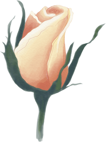 Beige rose flower watercolor illustration on transparent background