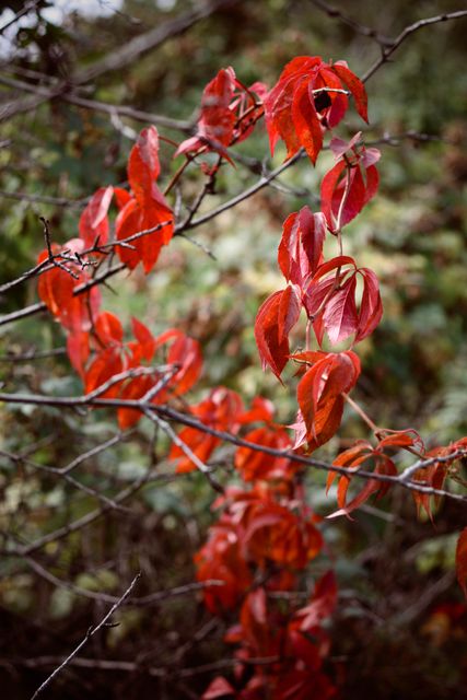 Elegant and vivid red leaves hanging on a branch during autumn season, perfect for background images and seasonal promotions. Can be used in nature blogs, autumn-themed marketing materials, and creative designs showcasing the beauty of fall.