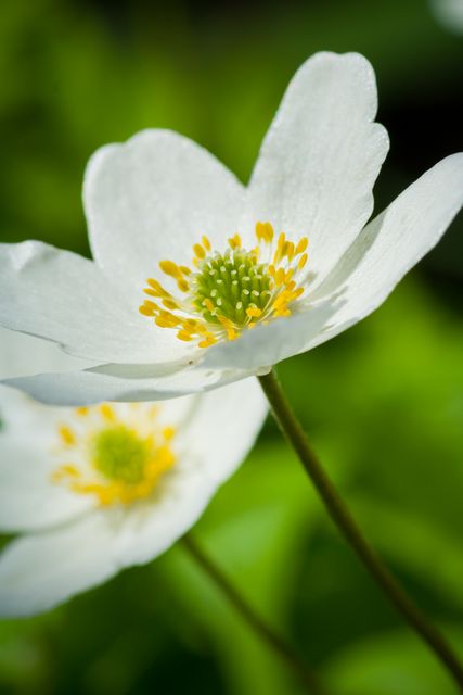 White anemone flower with yellow stamen in close-up provides a detailed look at its delicate petals and intricate details. Perfect for nature-based projects, gardening websites, floral decorations, and spring event promotions. Ideal for use in magazines, blog posts, and educational materials about botany and flowers.