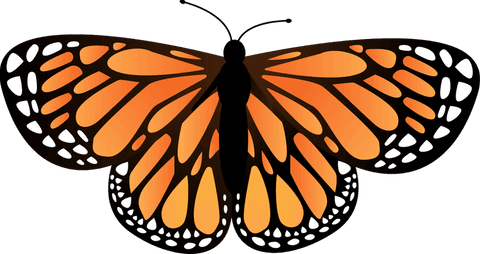 Elegant monarch butterfly illustration on transparent background