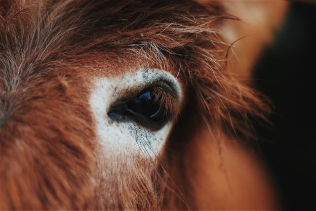 Close-up image of a horse's eye emphasizing the rich texture of its fur and the detail of the eye. Suitable for use in nature magazines, blogs on equine beauty, and veterinary articles. Great for animal lovers and educational materials highlighting equine characteristics.