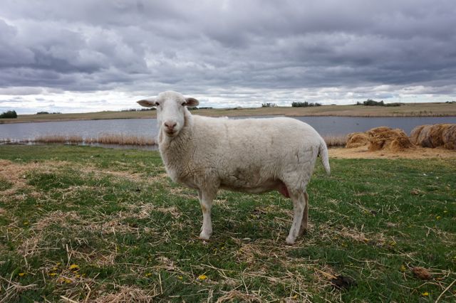 Sheep grazing near a scenic lakeside on a cloudy day - Download Free Stock Photos Pikwizard.com