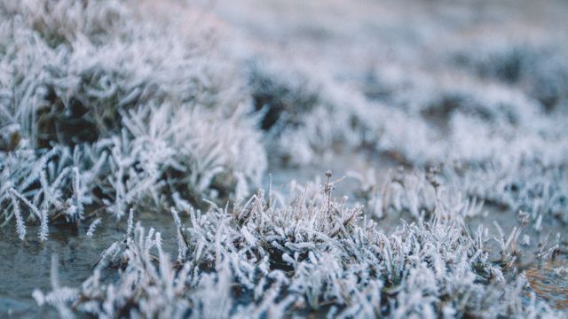 Perfect for illustrating winter themes, nature's beauty, or climate studies. Can be used in marketing materials for seasonal products, or as a background for winter-themed content.