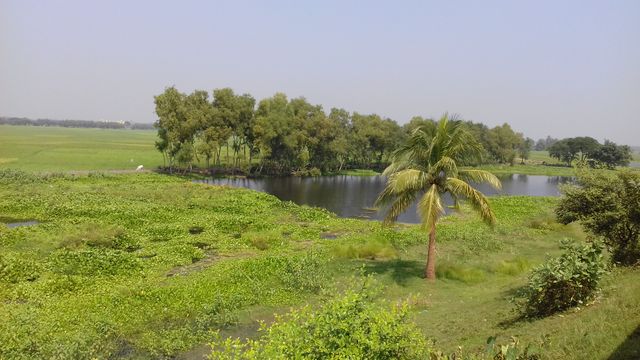 This image shows a tranquil rural landscape featuring a lone palm tree near a calm river surrounded by green vegetation and lush trees in the background. The clear sky enhances the serene atmosphere. Ideal for use in travel brochures, nature blogs, and environmental awareness campaigns to evoke tranquility and the beauty of natural scenery.