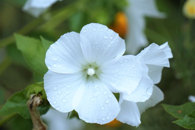 This image depicts a close-up view of a white flower covered in dew drops. Perfect for use in gardening articles, floral photography collections, and nature-themed designs. It can also enhance websites and print materials related to botany, meditation, and seasonal greetings.