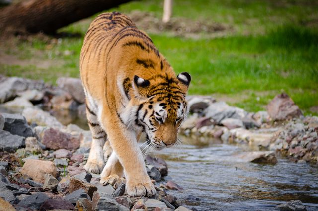Tiger walking along rocky path near a stream, showcasing its majestic presence in natural habitat. Ideal for themes about wildlife, nature, animal behavior, and conservation.