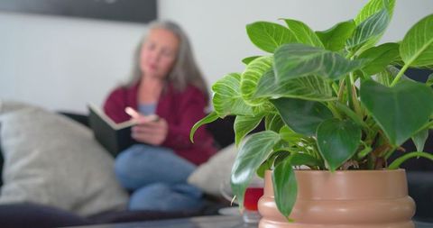 Senior woman reading on sofa with green plant in terracotta pot creating cozy living room calm