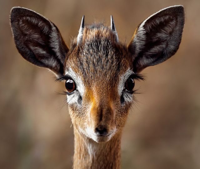 Expressive close-up of a baby antelope displaying its big eyes and developing horns. Useful for wildlife articles, educational materials about animals, or designs focusing on the beauty of nature and young wildlife.