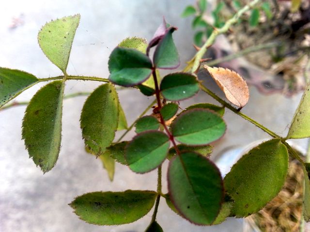 Close-up of green rose leaves showing signs of disease, including discoloration and spots. Useful for educational materials in horticulture, gardening magazines, or articles about plant diseases and care.