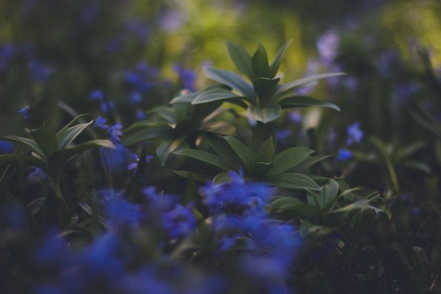 Blue Flowering Green Plaant - Download Free Stock Photos Pikwizard.com