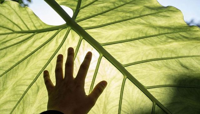 Hand touching sunlit giant leaf showing translucent veins and shadow silhouette