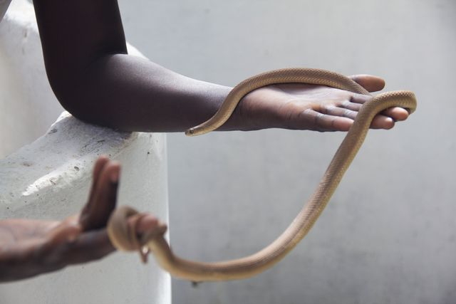 A person holding a snake with arms outstretched, showcasing careful interaction with the reptile. Useful for themes of exotic pets, wildlife care, hands-on education, or anatomical features of snakes. Ideal for articles on reptile care, children's shows about animals, educational campaigns, or pet care advertisements.