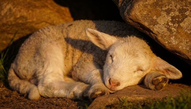 Sleeping lamb cuddling beneath sunlit rock shelter at golden hour on tranquil pasture