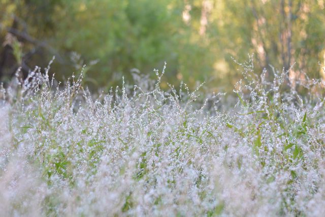 Meadow brimming with delicate wildflowers during spring. Soft focus creates a serene and ethereal atmosphere ideal for backgrounds, nature-related projects, and seasonal promotions.