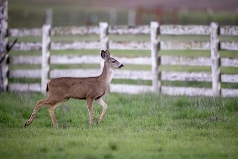 White-tailed Deer Walking Across Green Pasture by Weathered White Farm Fence at Dusk