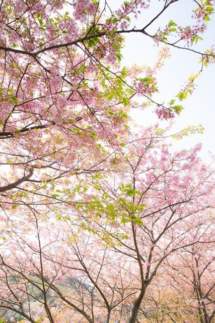 Cherry blossom trees with pink flowers blooming during springtime. Great for themes like nature, beauty, and seasonal changes. Ideal for use in promotional material for tourism, greeting cards, and environmental awareness.